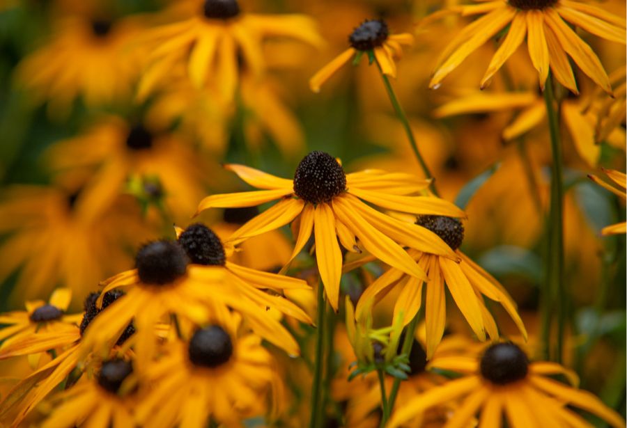 Nærbilde av blomster.