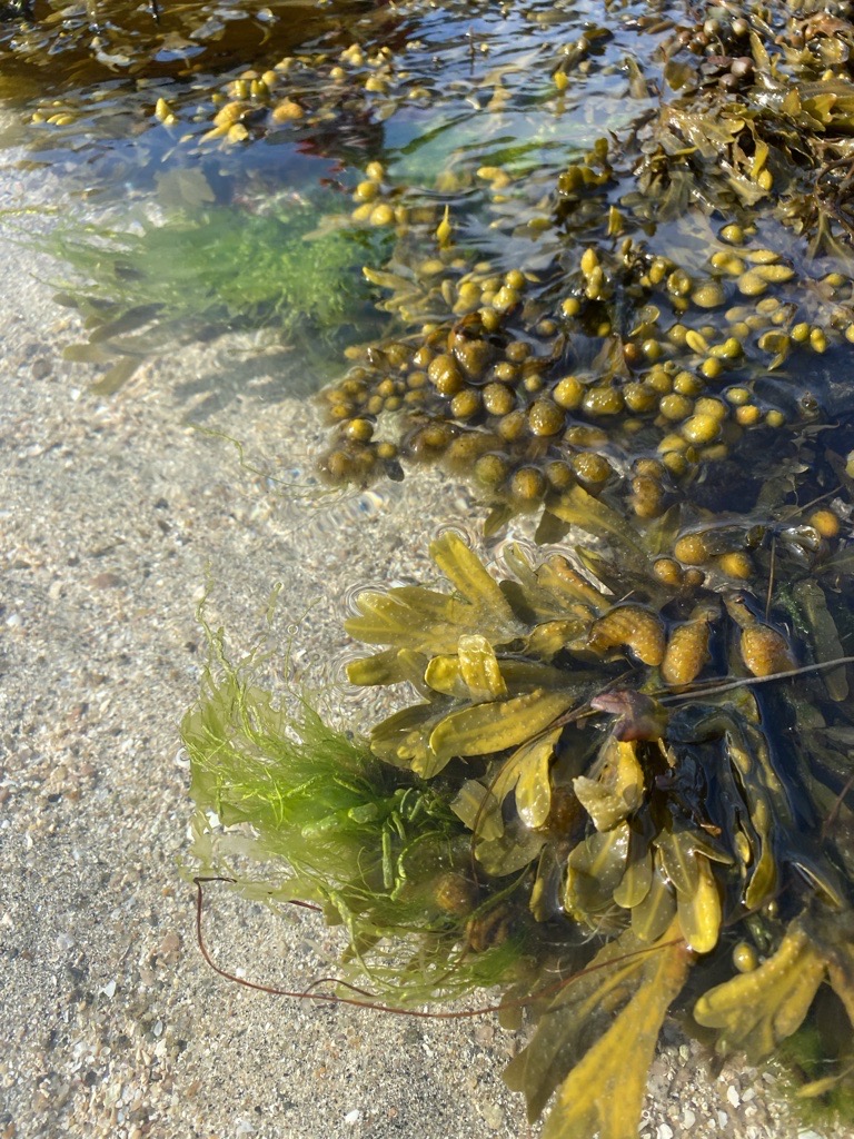 Tang i strandkanten